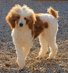 standard poodle Isabella - Mini